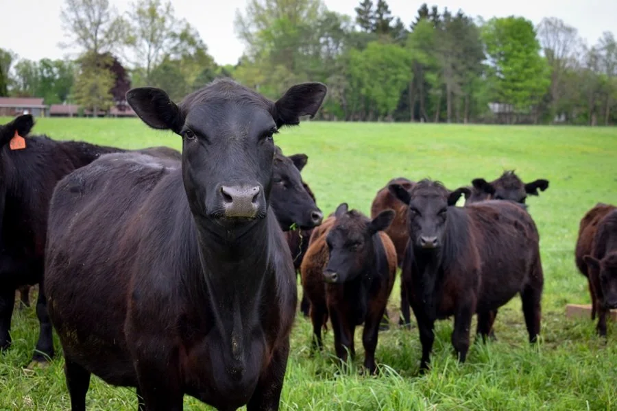 grass fed beef ohio