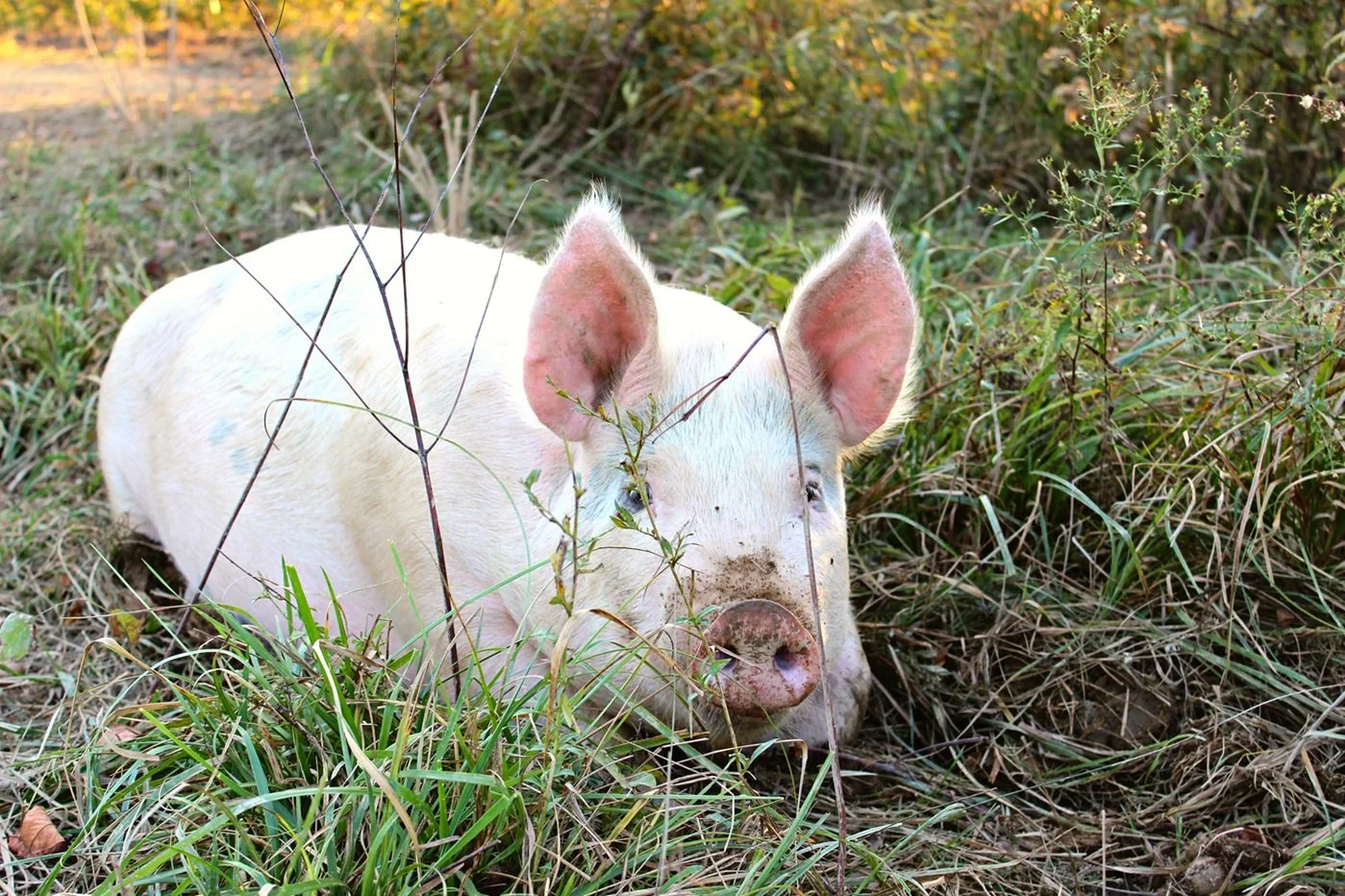 non-GMO pasture raised pork near me