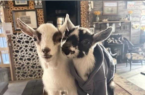 goats.jpg