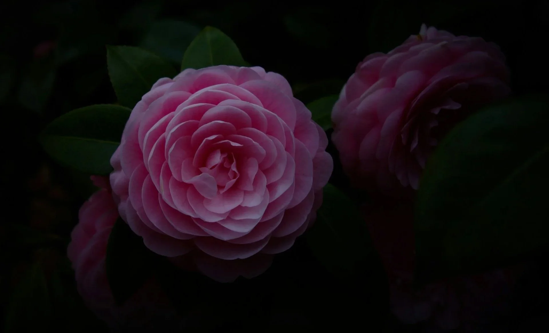 Rosa roser i hagen om natten, opplyst i mykt kveldslys