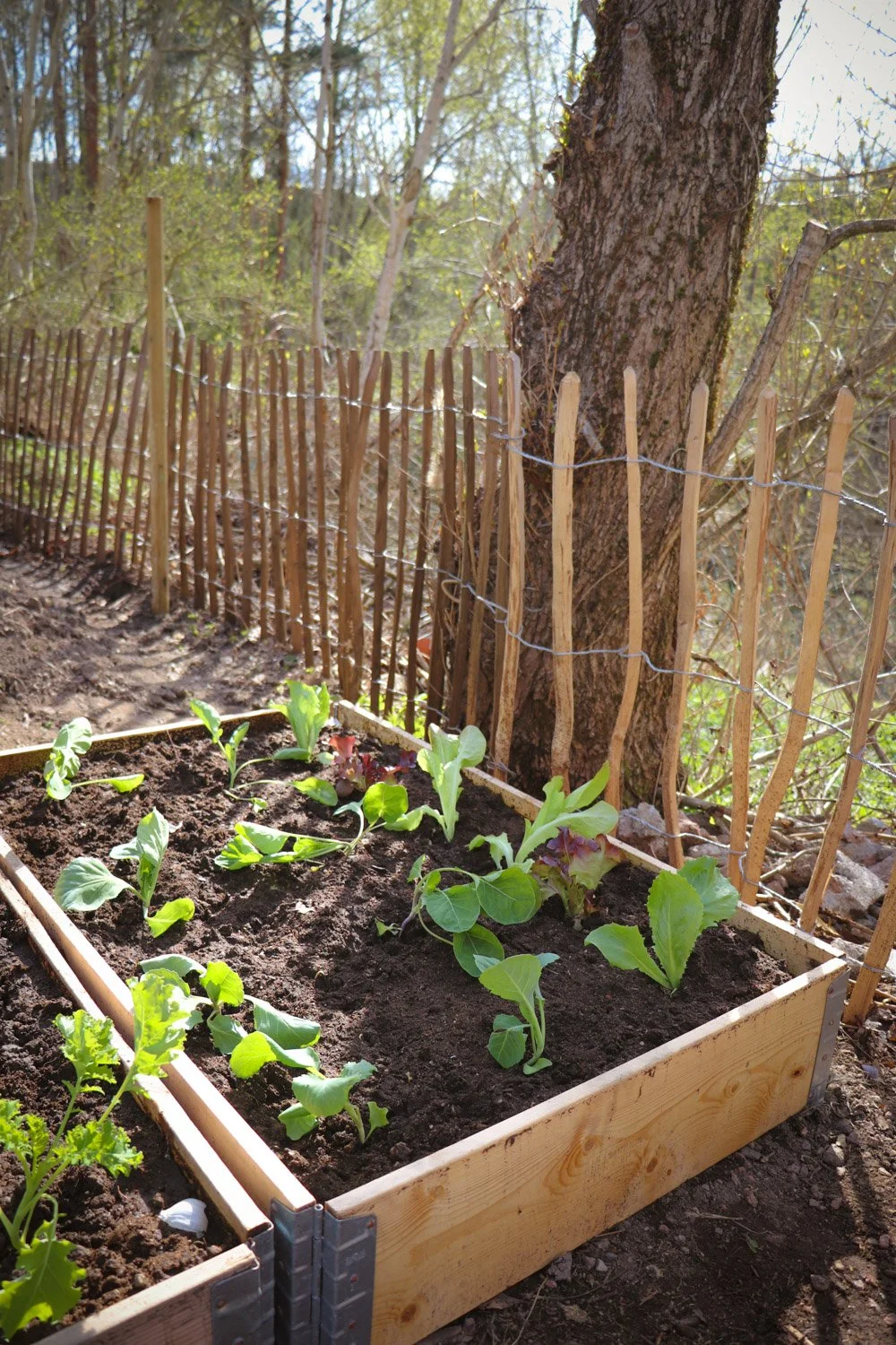Vårarbeid i hagen: 7 enkle oppgaver tidlig på våren