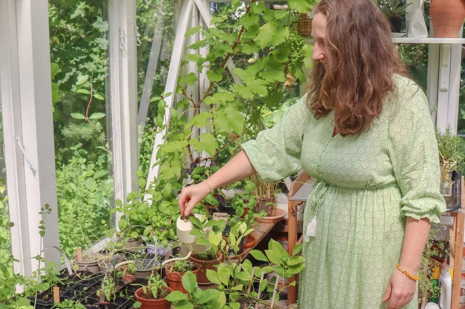 Forfatter i drivhus som vanner urter – hage, urter og sanselige øyeblikk for indre ro