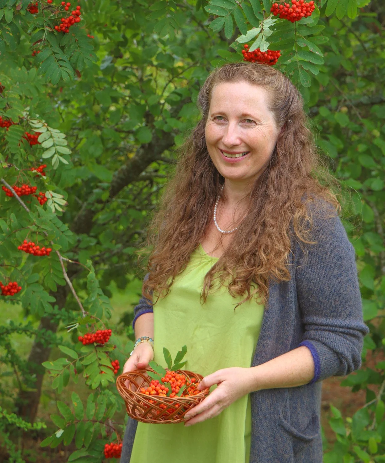 Rognebær plukkes fra rognebærtre i hagen og samles i en kurv.