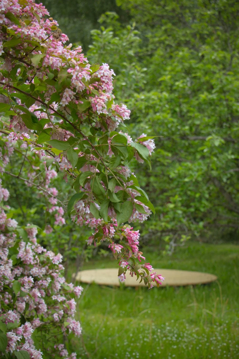 Yogaplattform ute i hagen med blomstrende fagerbusk.