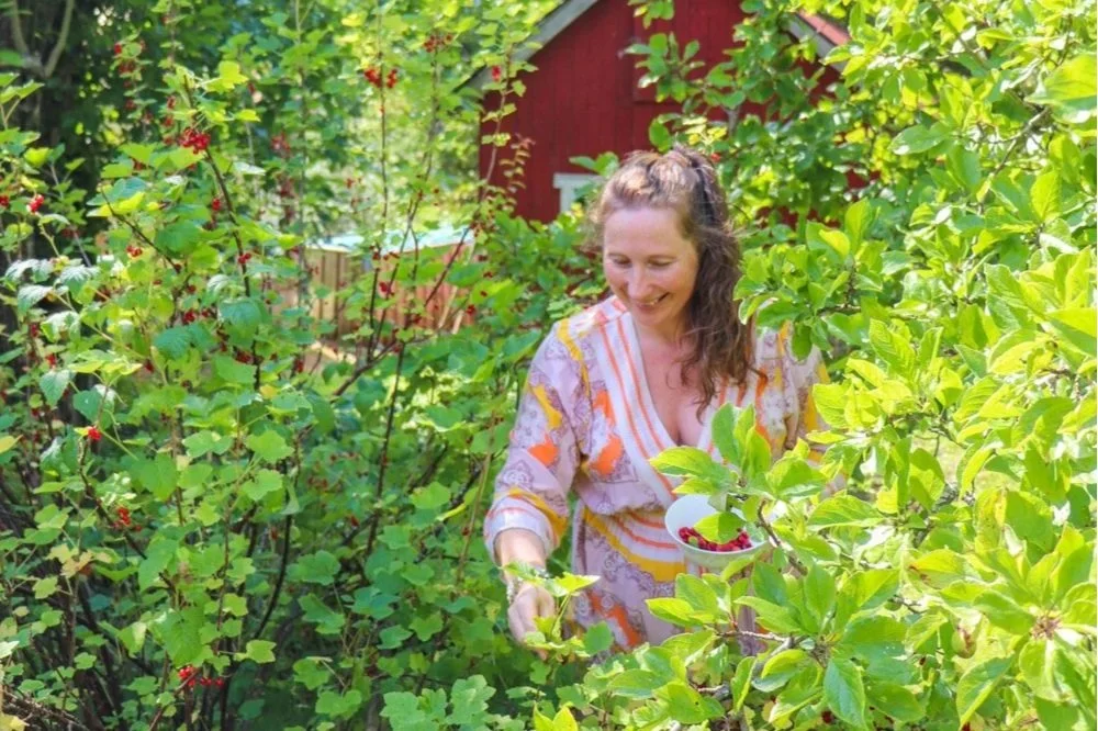 Kvinne plukker bær i hagen, hagearbeid som stressreduksjon og ro