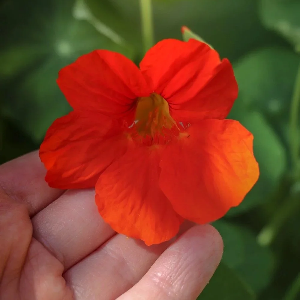 Plukker blomst ute i naturen – sanselig nærvær som gir ro og stressreduksjon