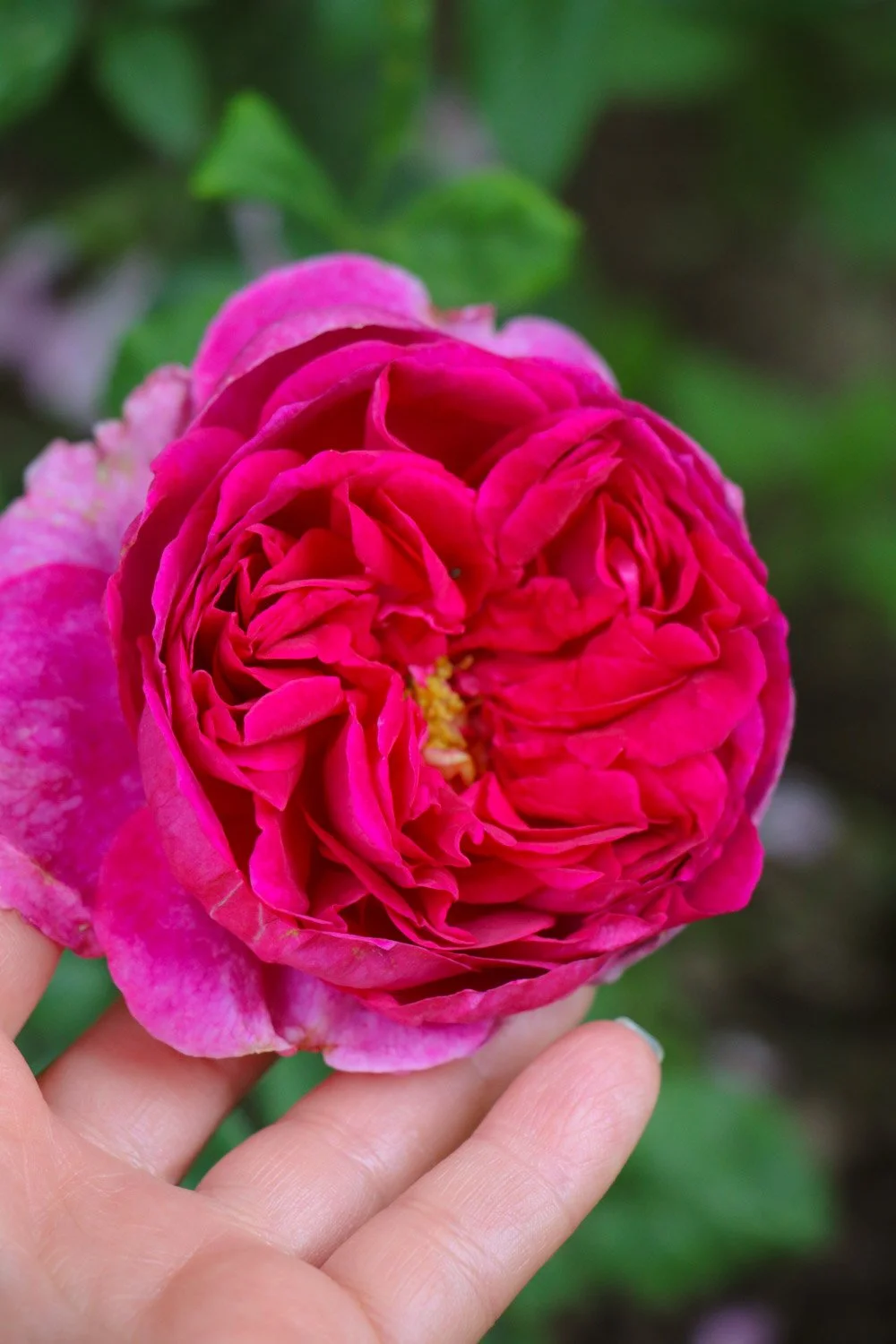 Kvinne plukker en rose i hagen, nærbilde av hendene og blomsten