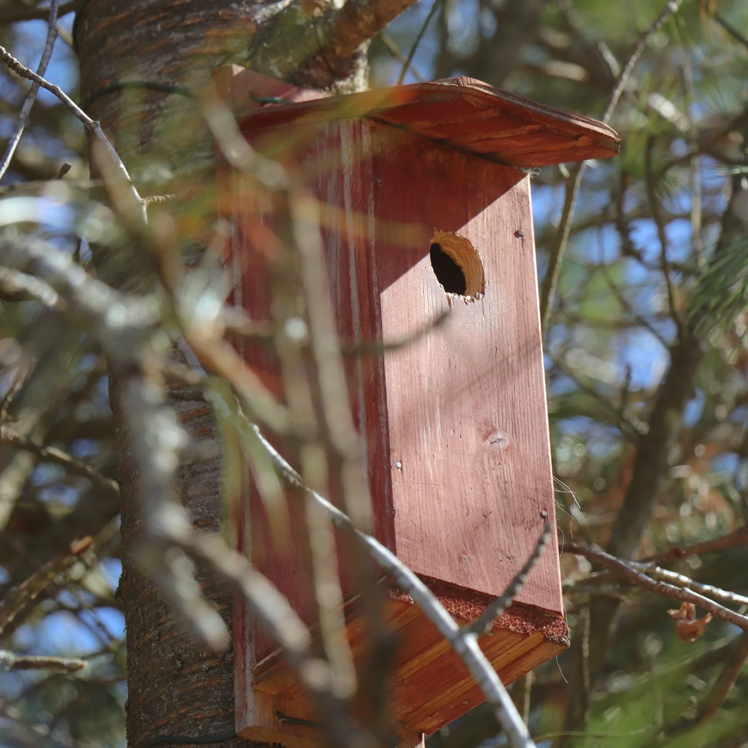 Rødmalt fuglekasse hengt opp i et tre i hagen tidlig på våren