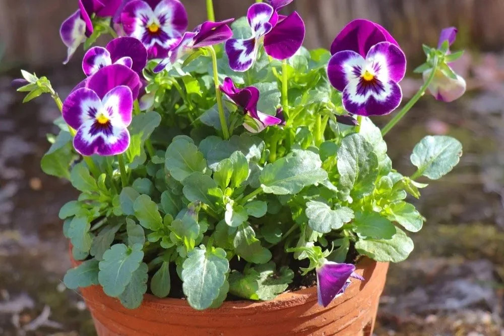 Lilla vårfioler i terrakottakrukke på uteplass tidlig om våren