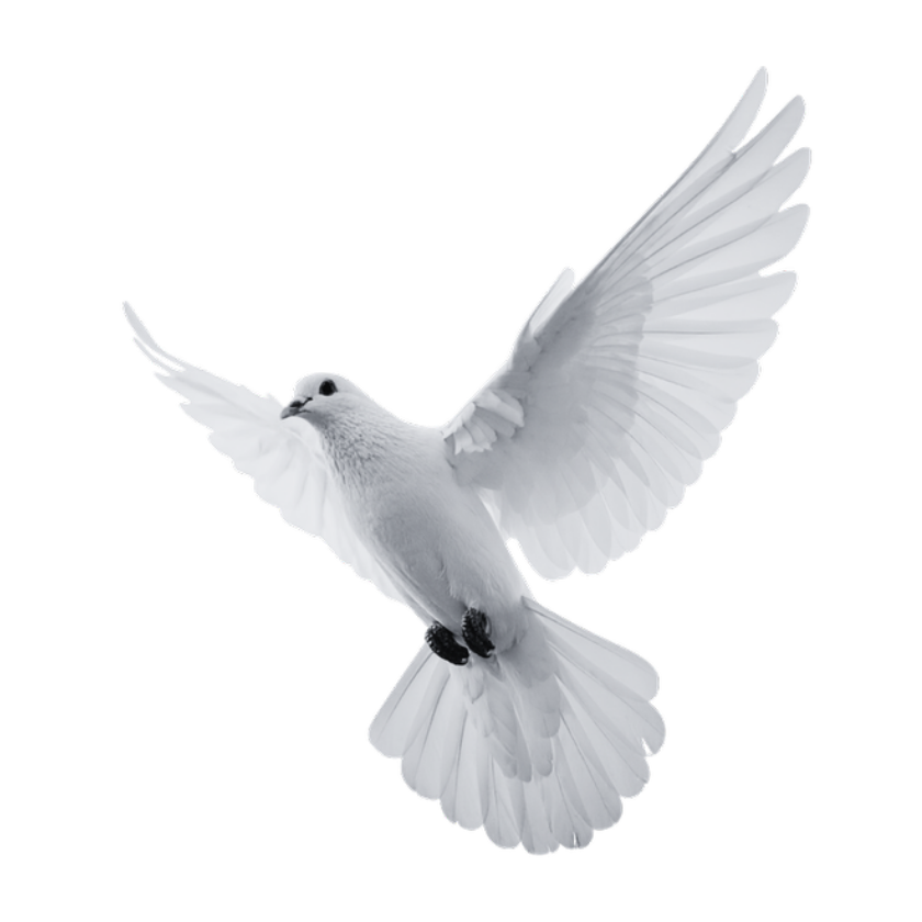 dove