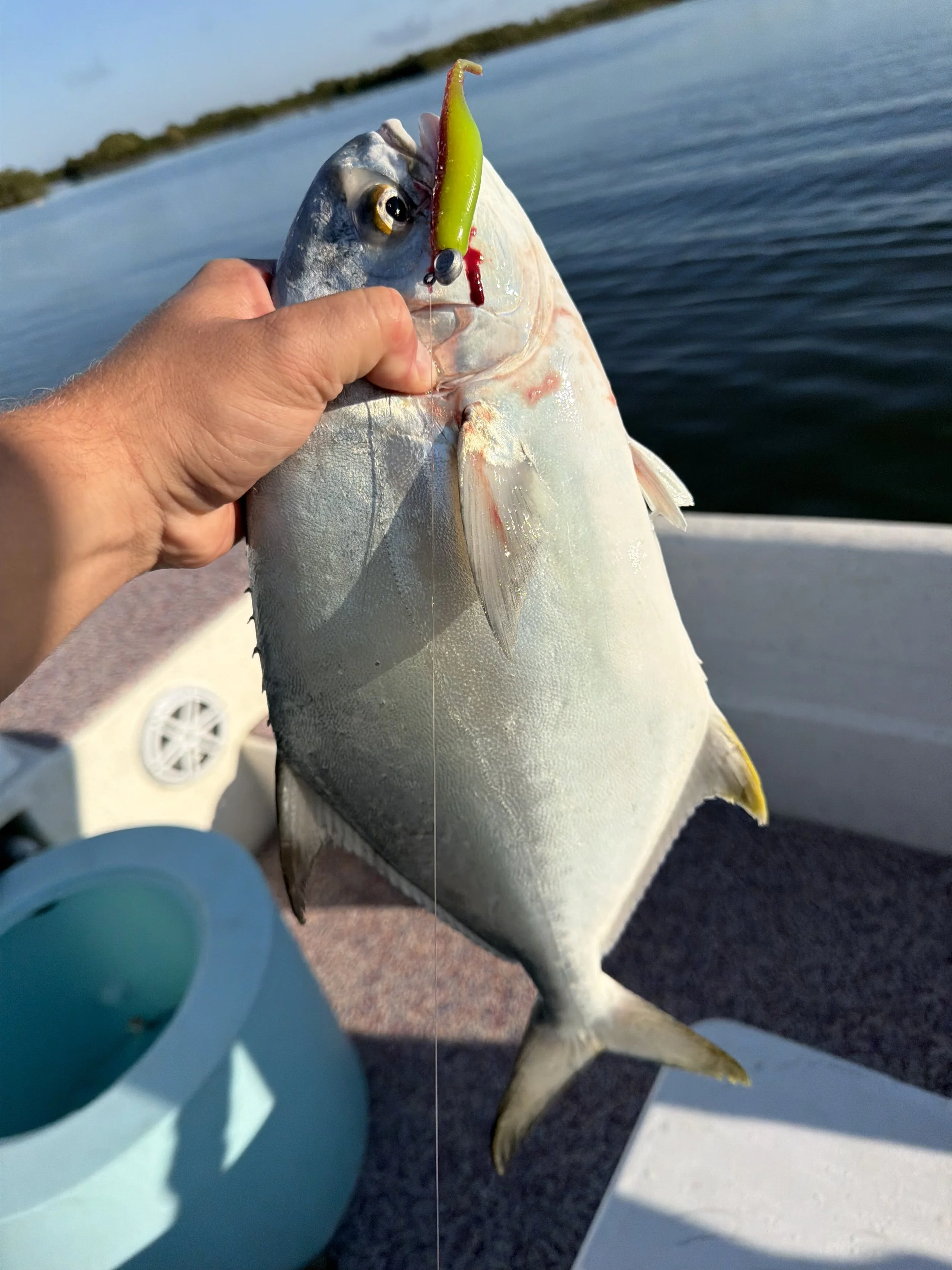 Florida Fish Cannot Resist