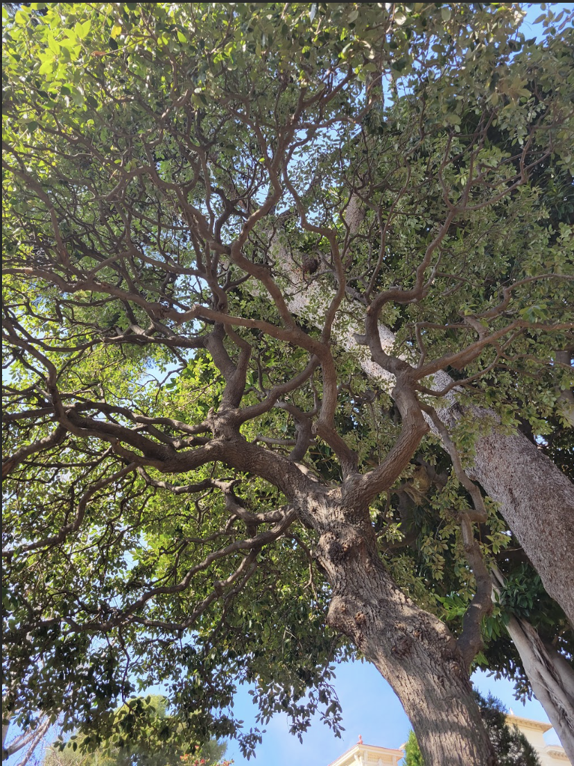 Screenshot 2026-01-17 at 7.09.40 PM.png