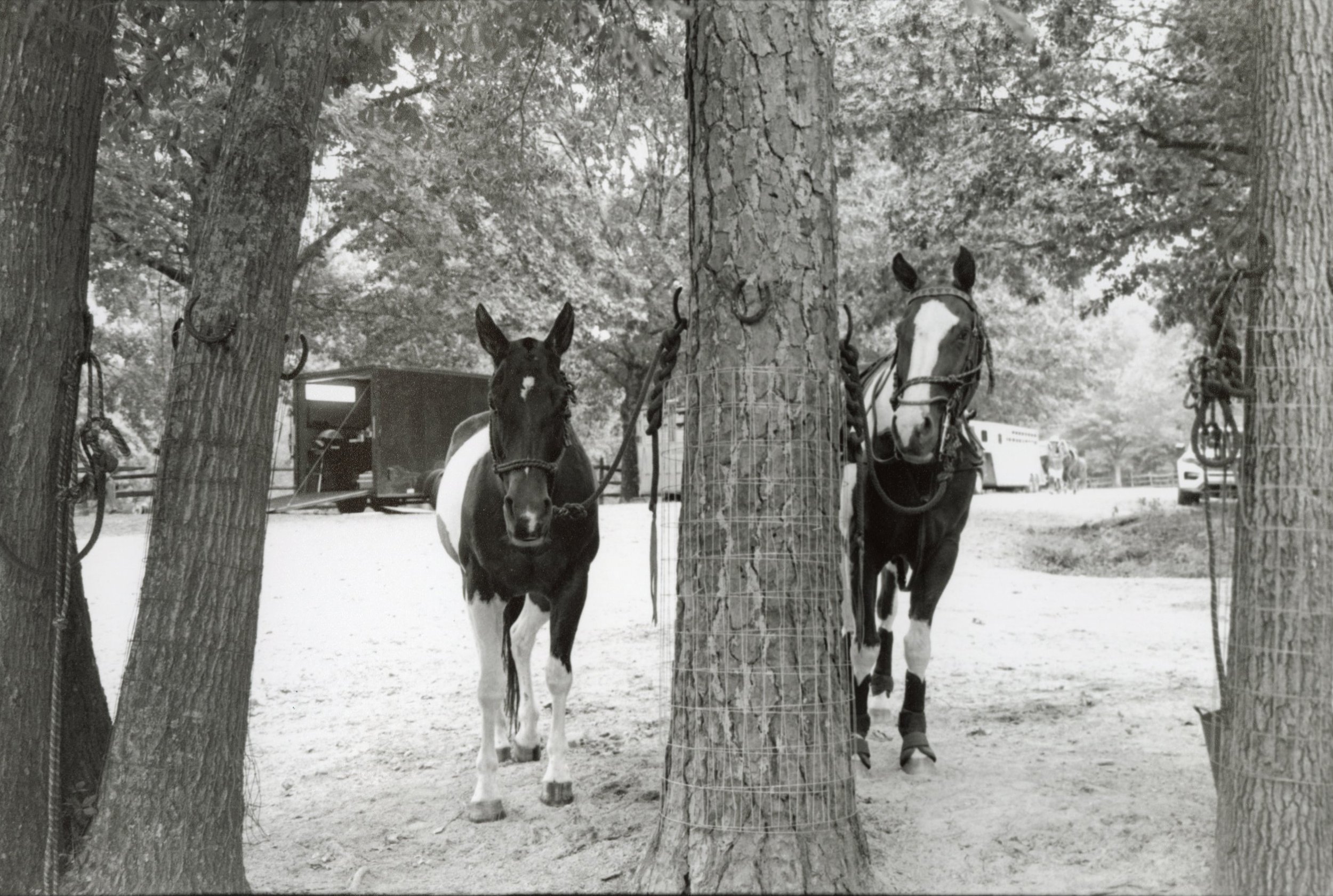 Louisa Story- Two Horses Cropped.jpg