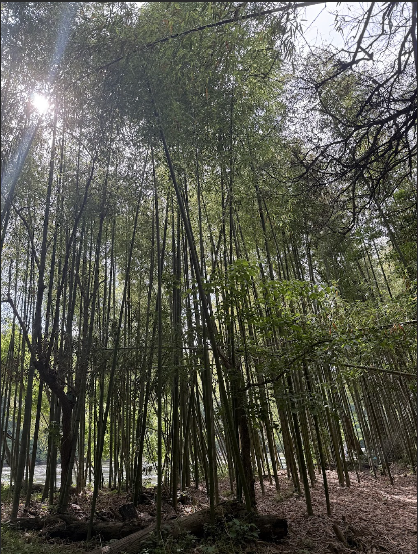 Screenshot 2026-01-17 at 7.04.21 PM.png