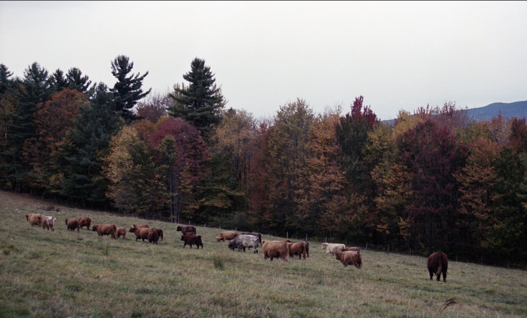 Screenshot 2026-01-17 at 7.35.36 PM.png