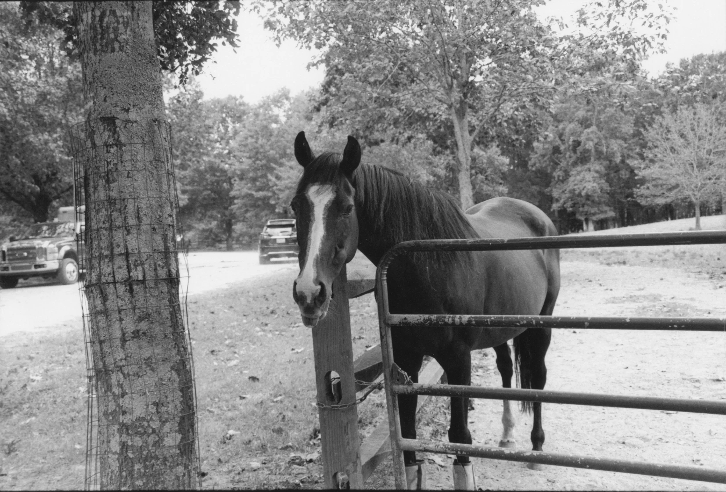 Louisa Story- One Horse Cropped.jpg