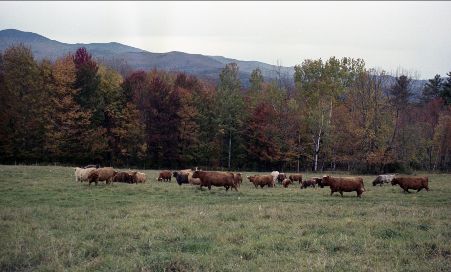 Screenshot 2026-01-17 at 7.35.50 PM.png