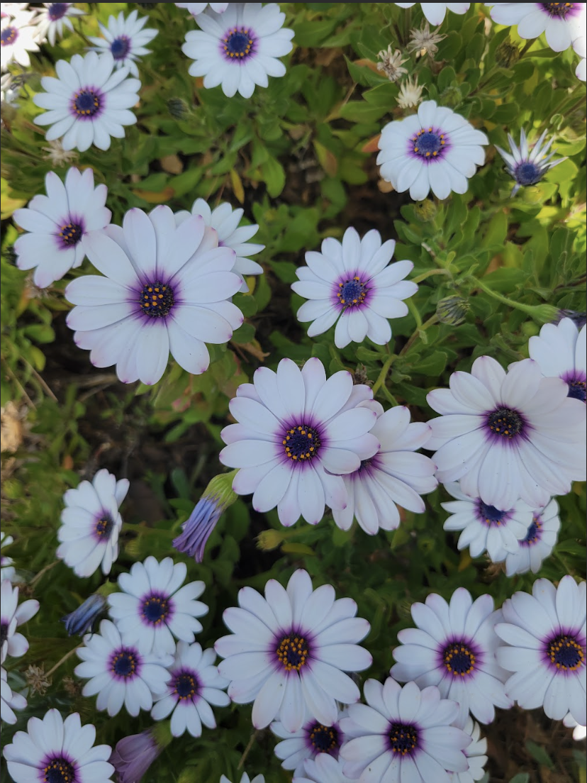 Screenshot 2026-01-17 at 7.09.48 PM.png