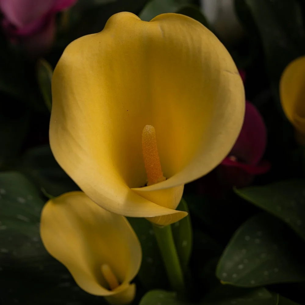L1000937-Edit.jpg