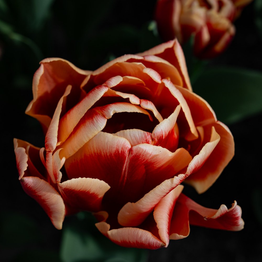 L1000902-Edit.jpg
