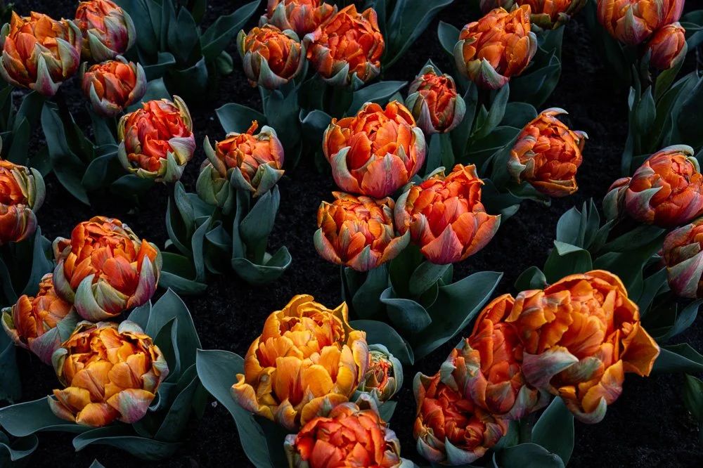 Amsterdam Keukenhof Gardens