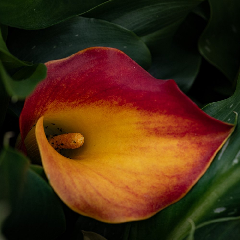 L1000939-Edit.jpg