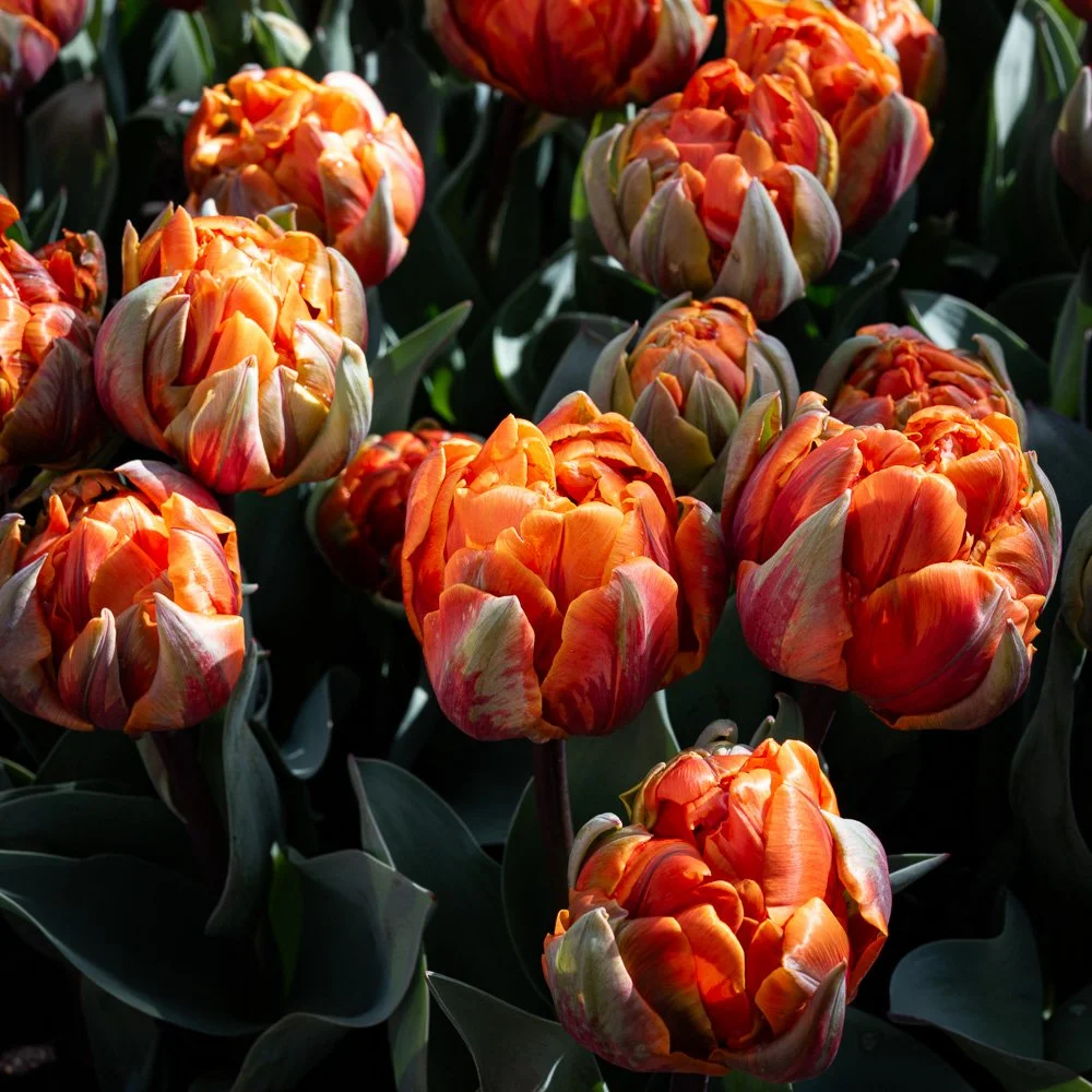 L1000793-Edit.jpg