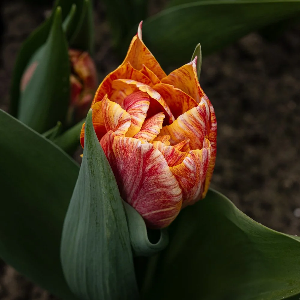 L1000888-Edit.jpg