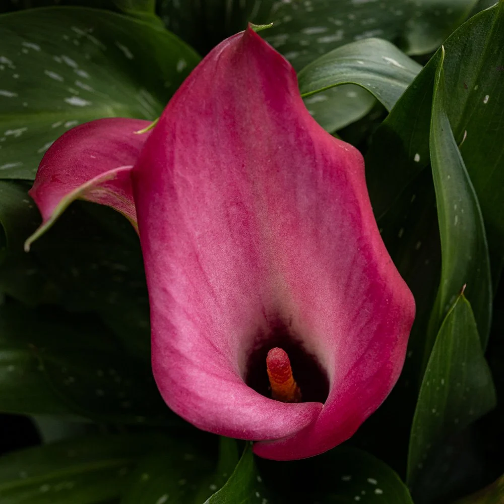 L1000934-Edit.jpg