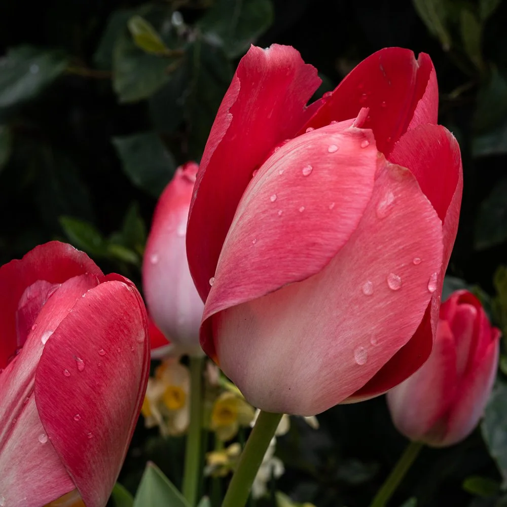 L1000764-Edit.jpg