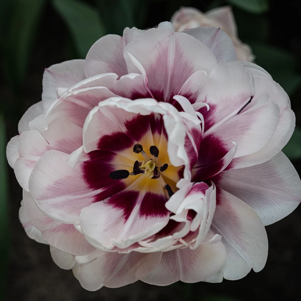 L1000953-Edit.jpg
