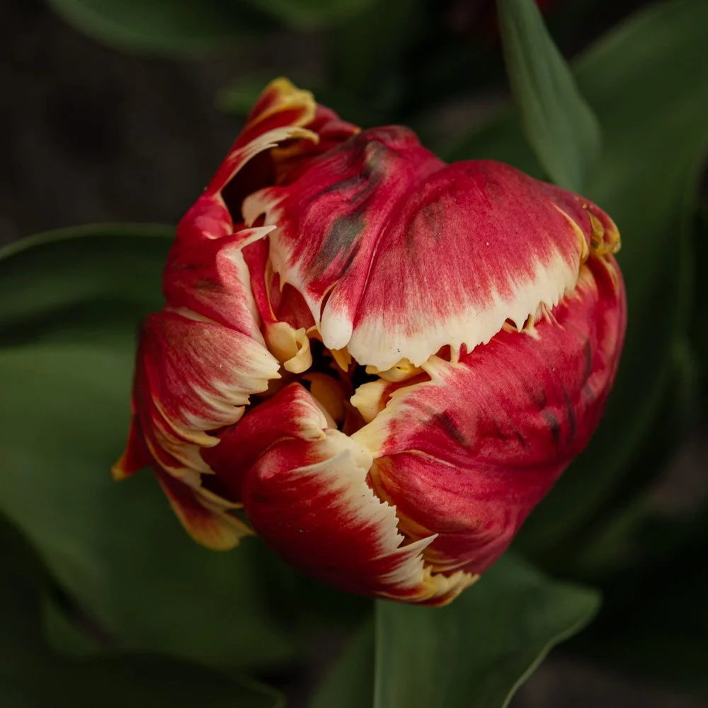 L1000884-Edit.jpg