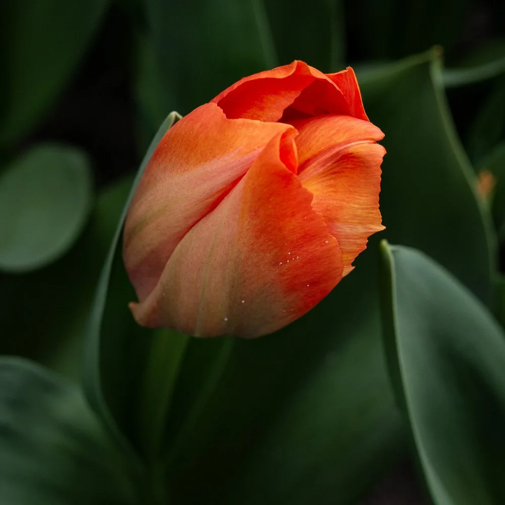 L1000882-Edit.jpg