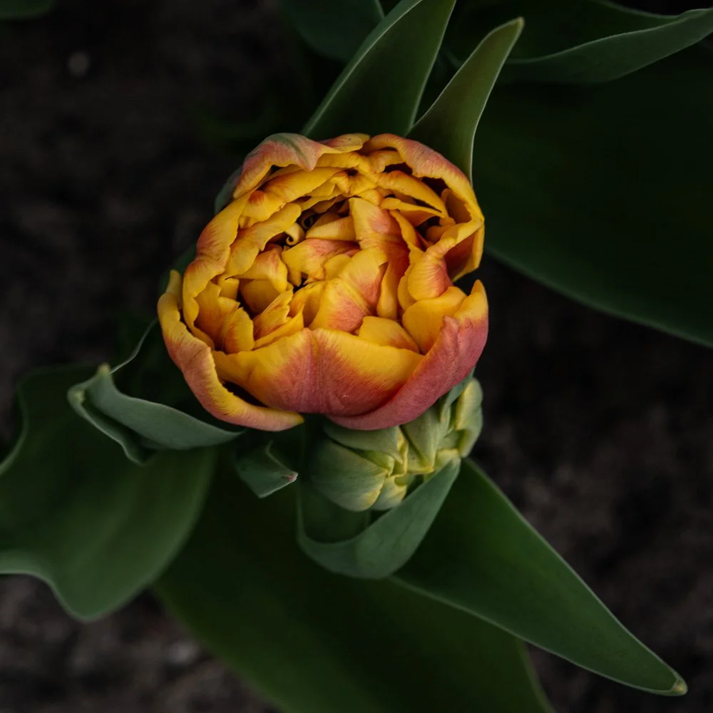 L1000927.jpg