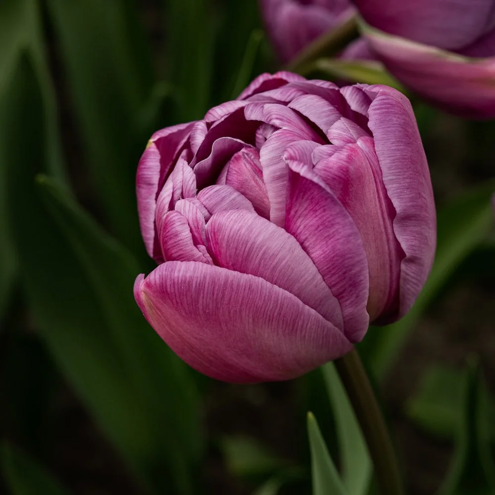 L1000890-Edit.jpg