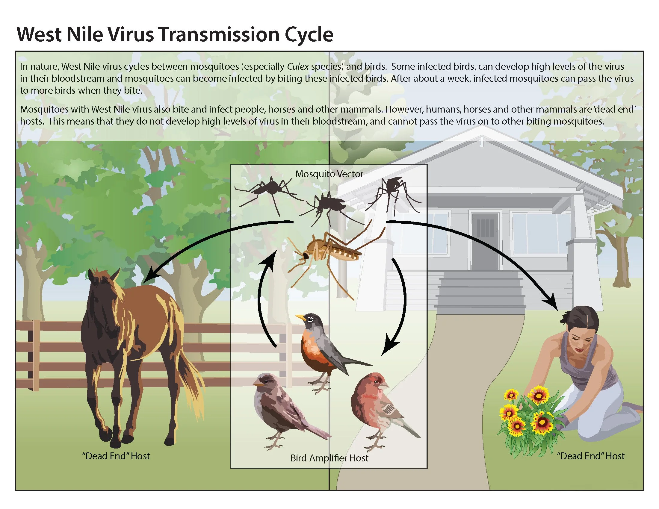 West Nile Virus Transmission Cycle