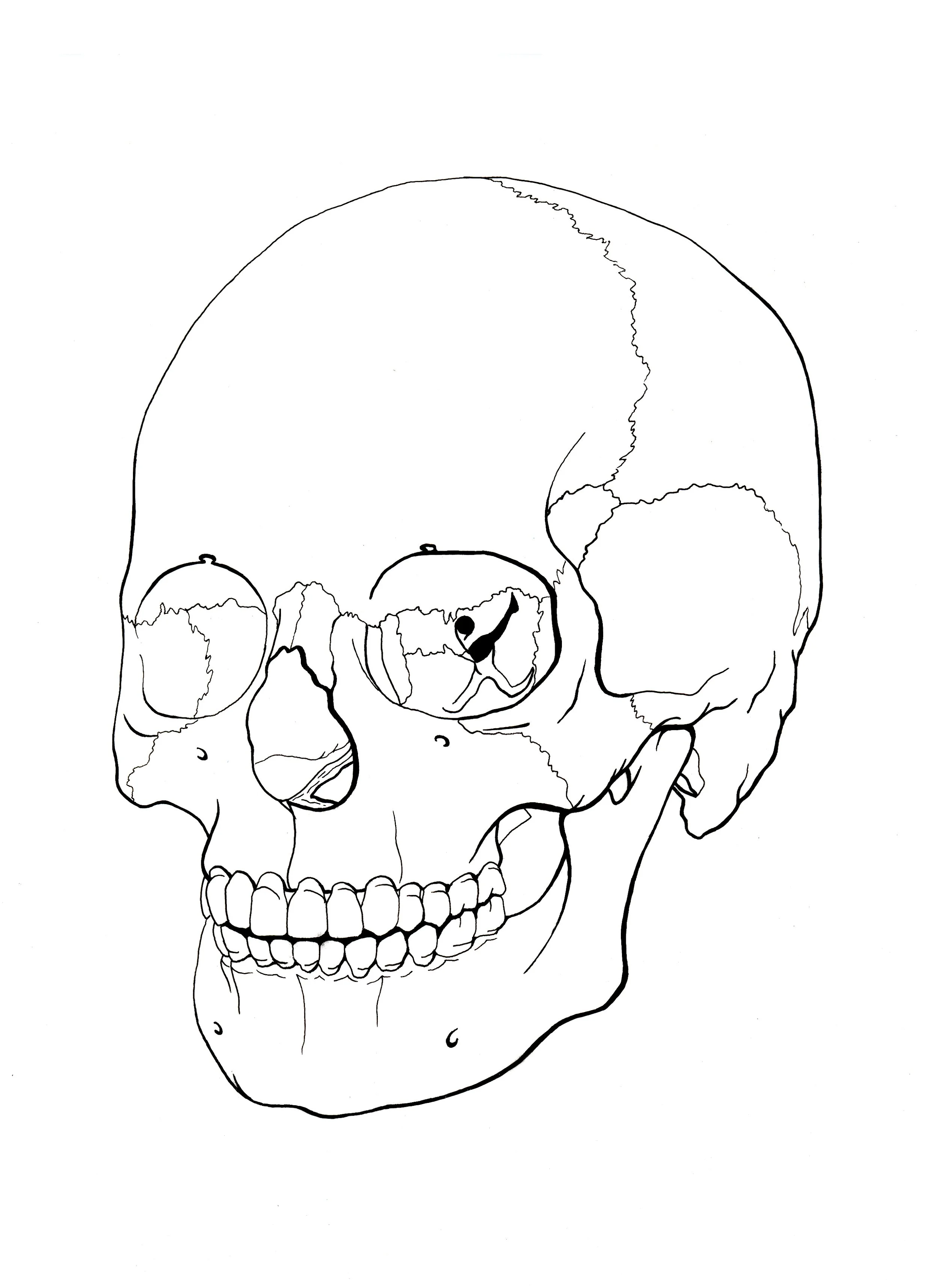 Skull Line Illustration