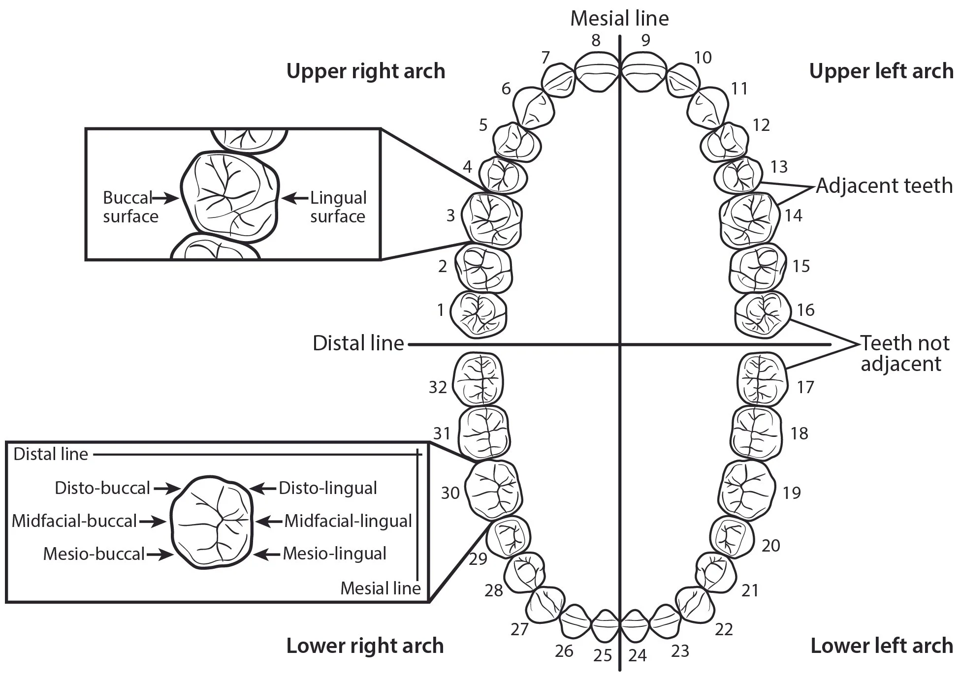 Tooth Anatomy