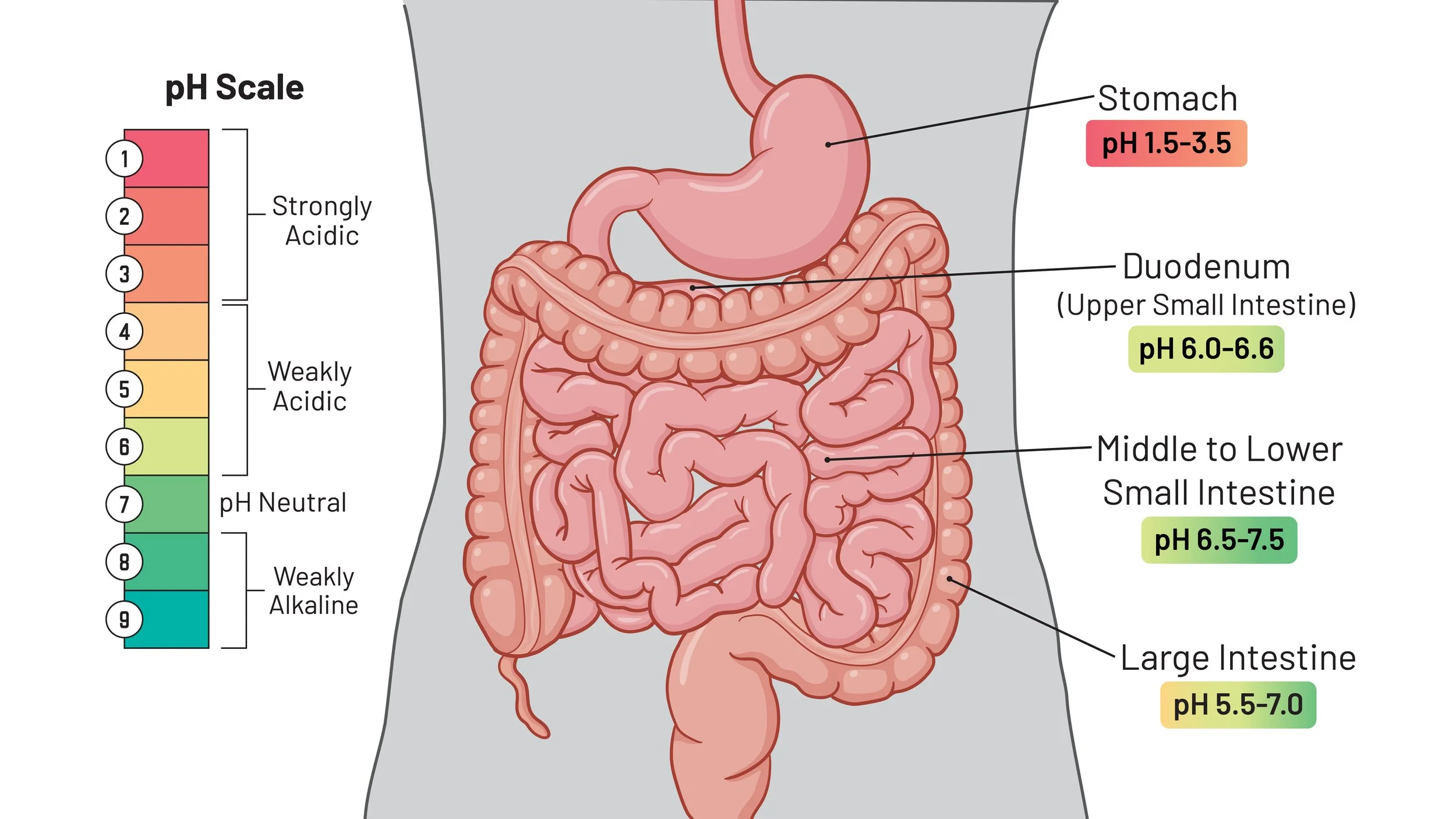 PH of the Digestive Tract
