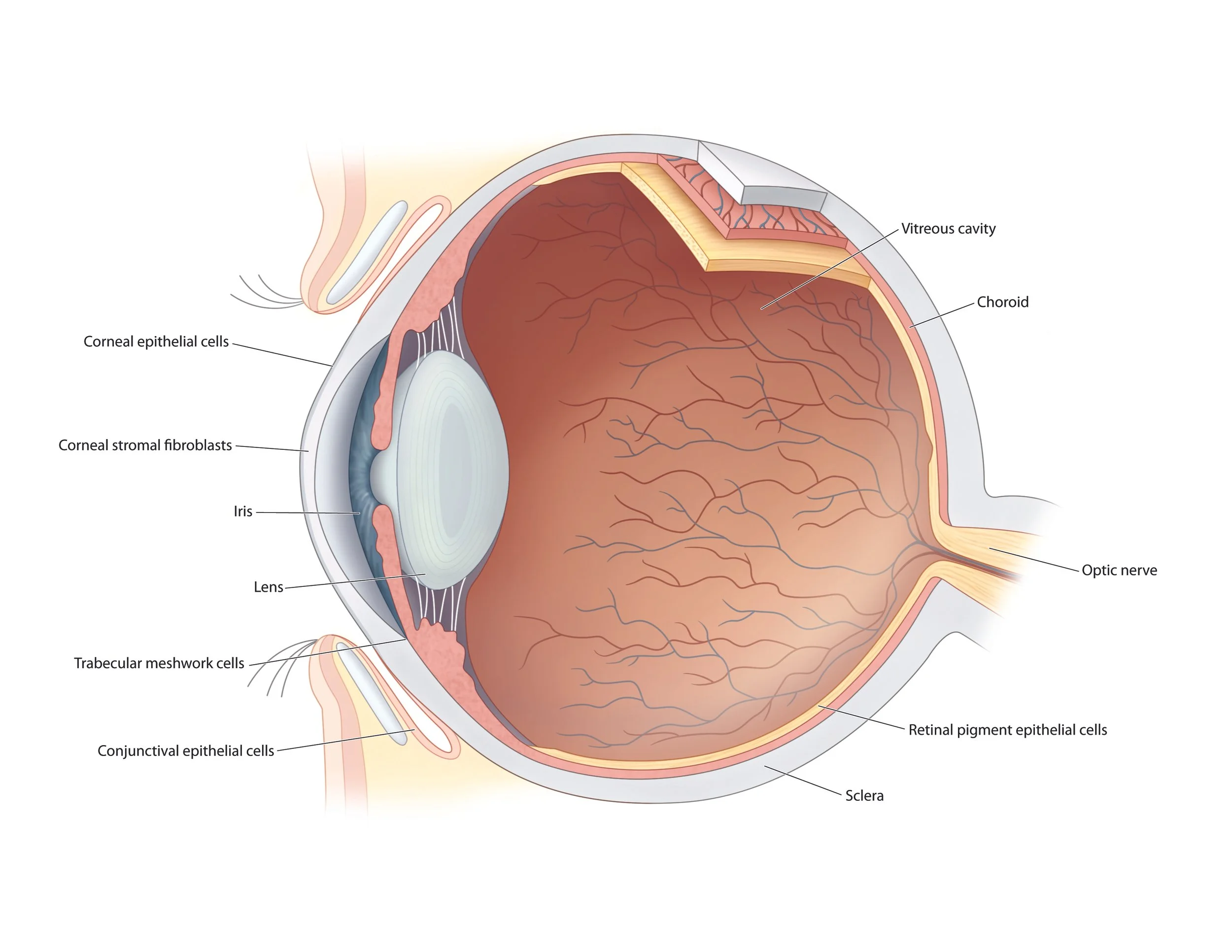 Eye Anatomy