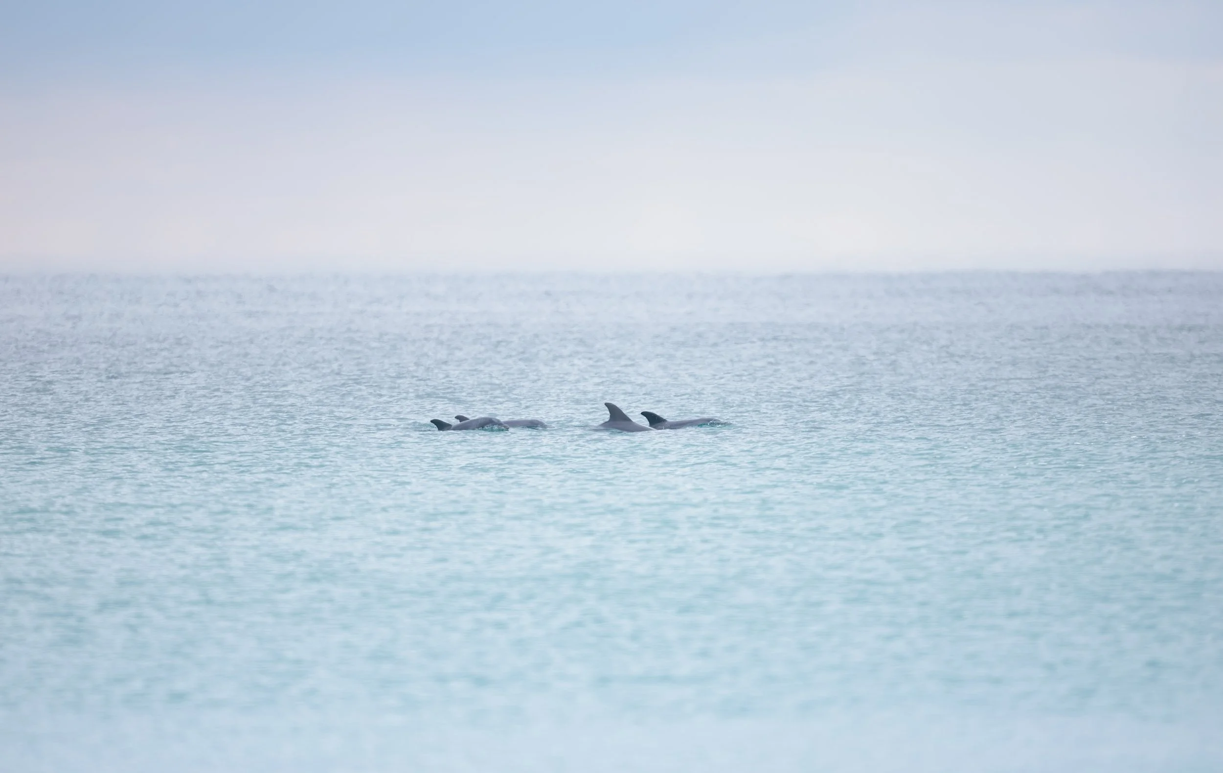 Pod of Dolphins