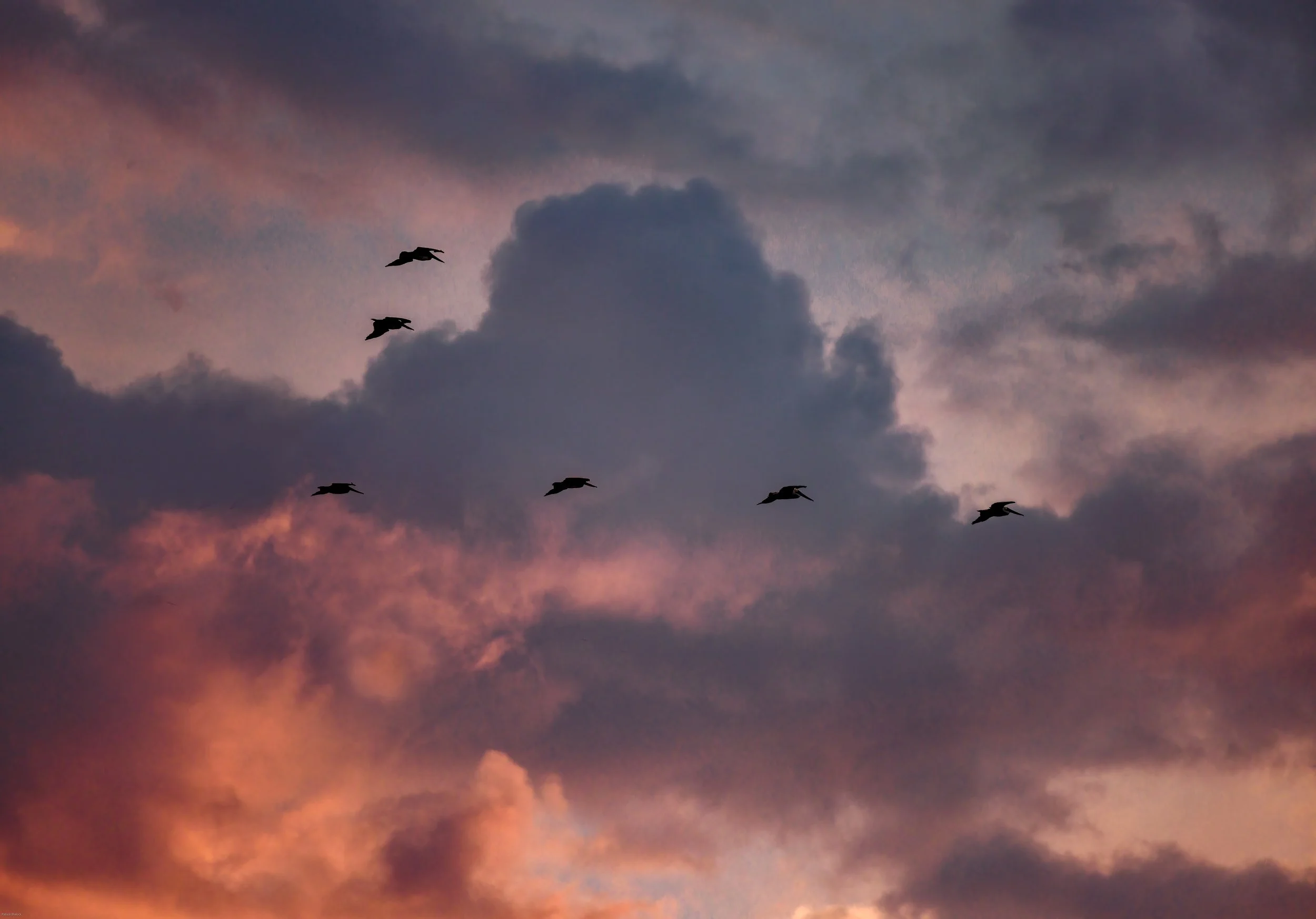 Pelicans at Sunset