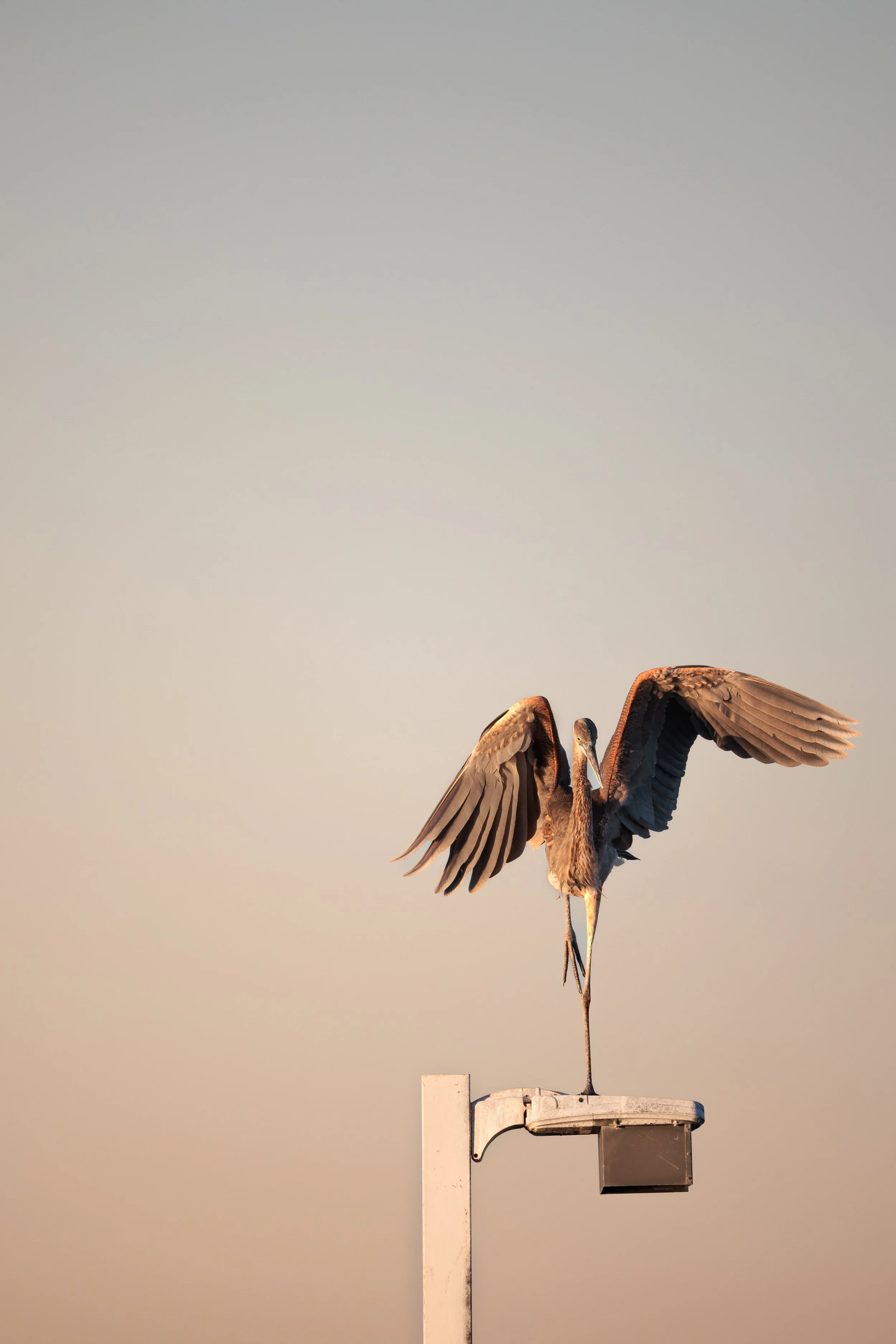 Heron landing on light