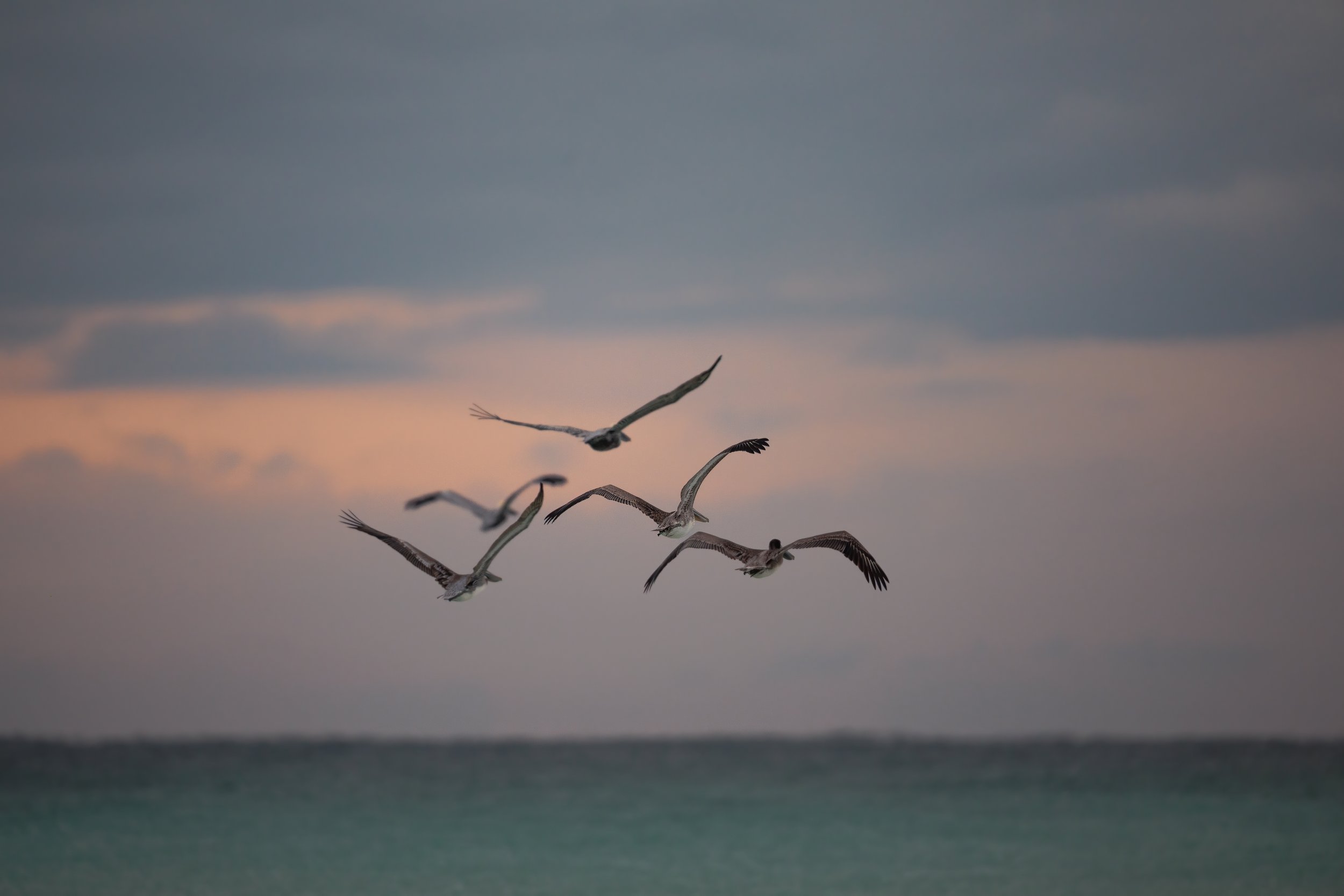 Pelicans in Flight