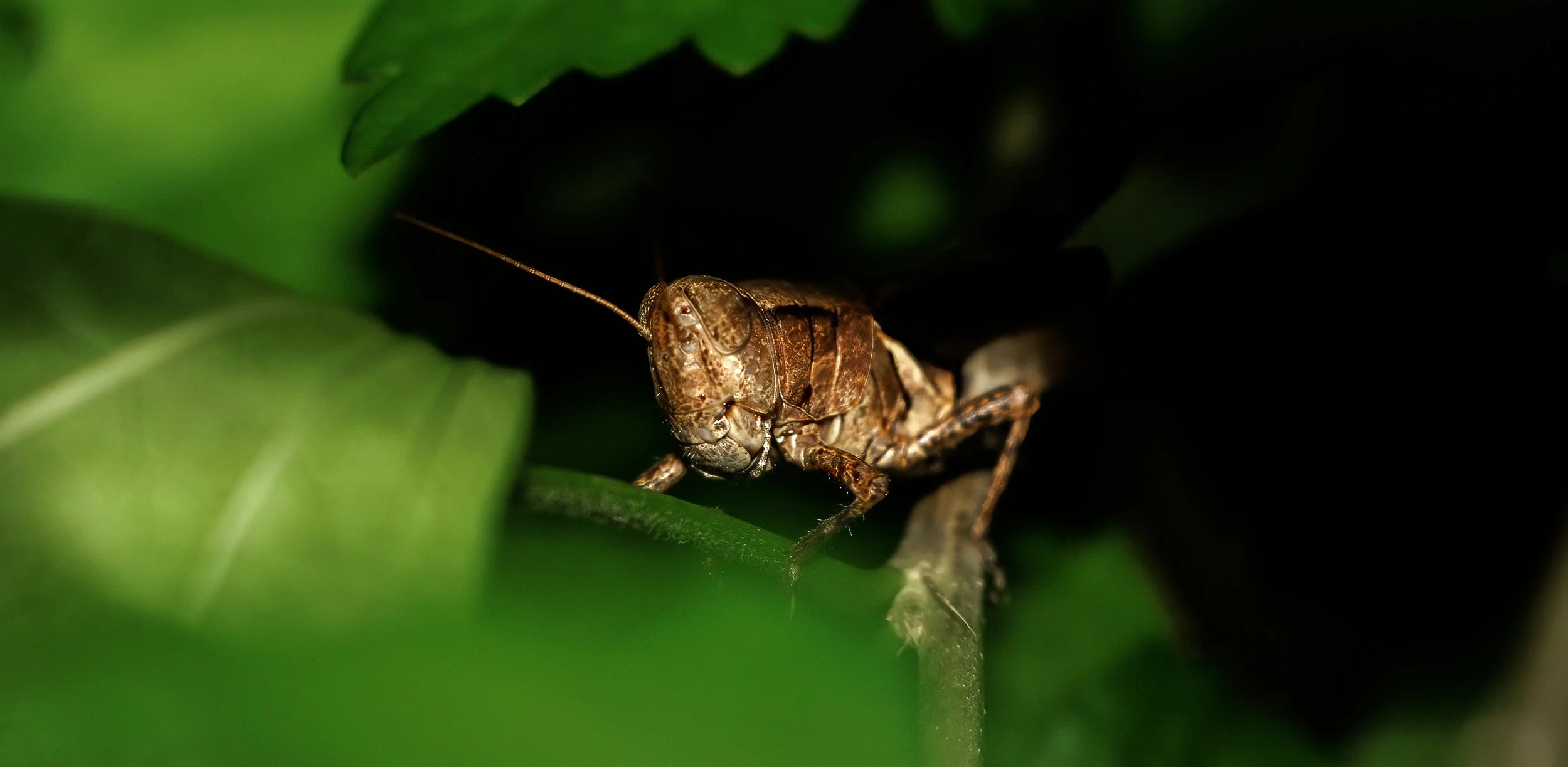 Hopper Two
