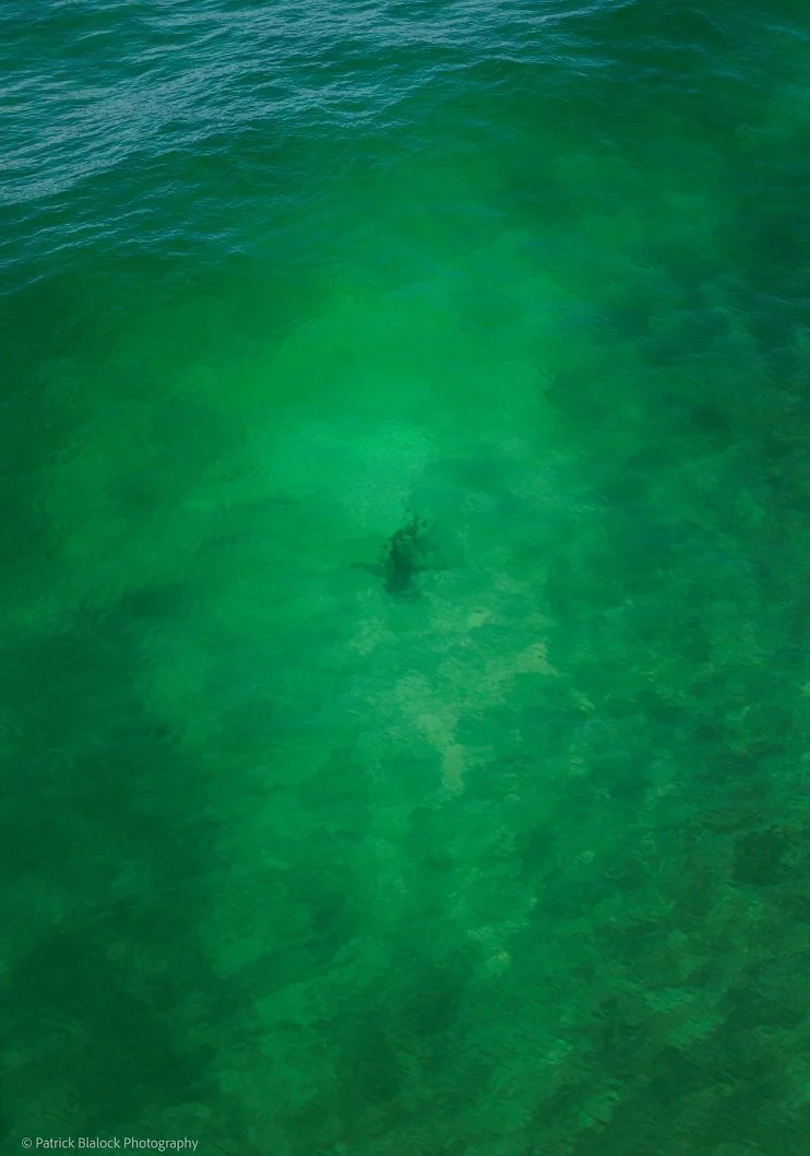 Emerald Shark