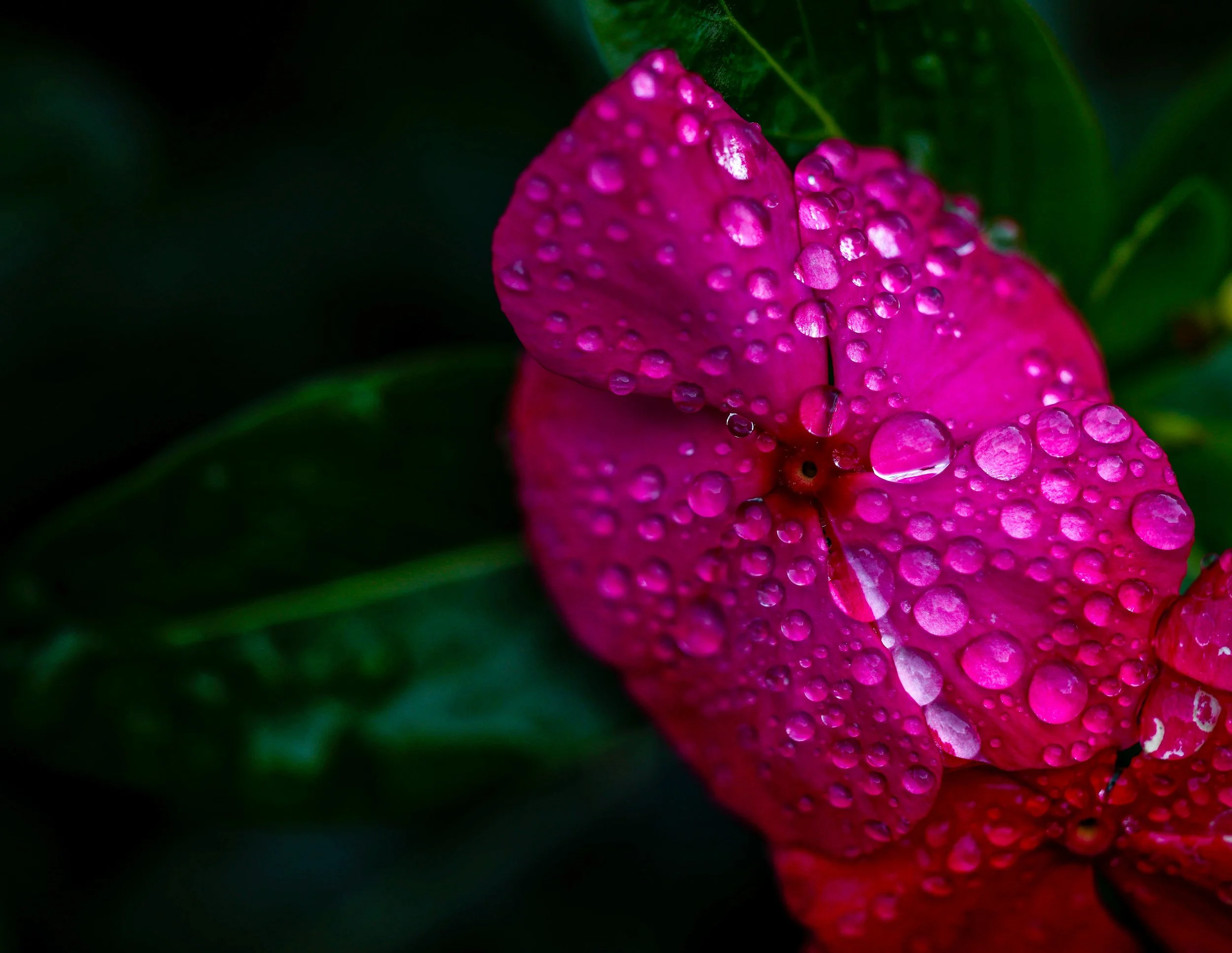Pink Flower with water droplets