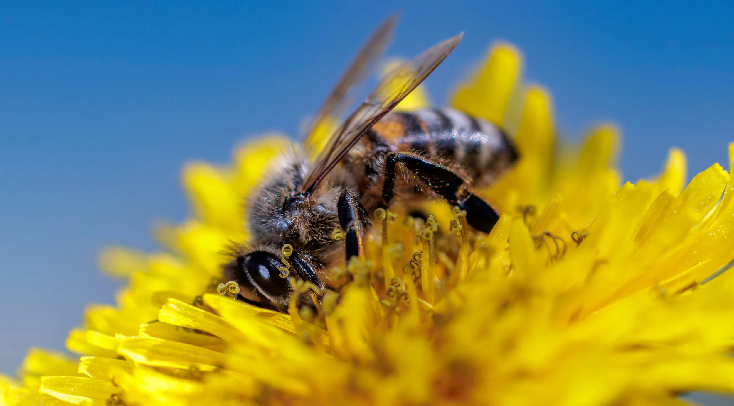 Honey Bee