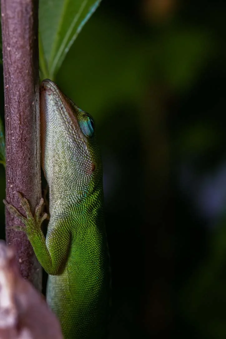 Anole