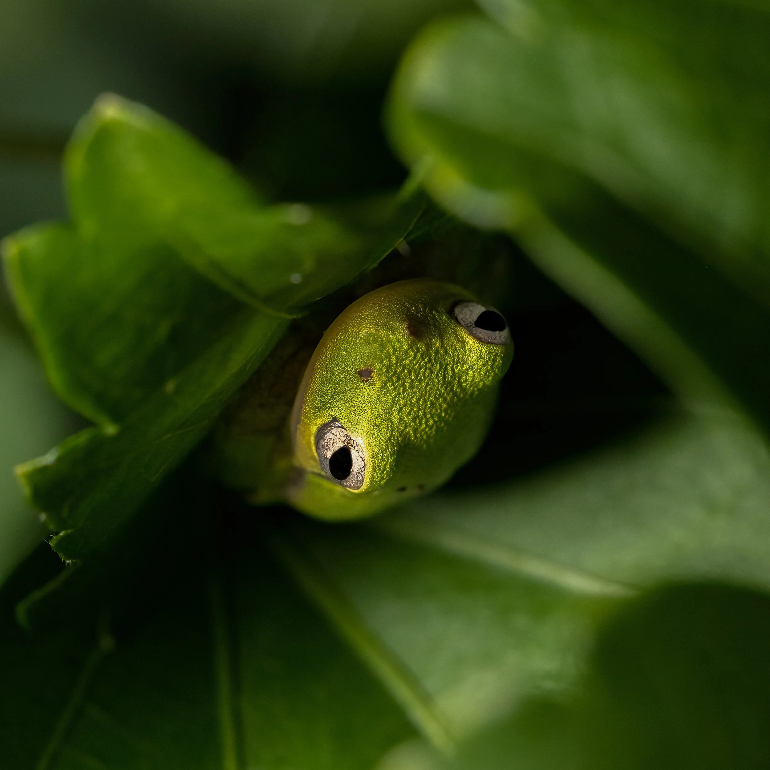 Green Tree Frog